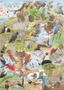 Legpuzzel Around the world in 50 birds | BIS Publishers BV