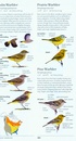 Vogelgids Sibley Field Guide to Birds of Western North America - USA en Canada | Alfred Knopf
