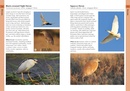 Vogelgids Pocket Photo Guide Birds of Spain | Bloomsbury