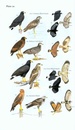 Vogelgids Field Guide to the Birds of Suriname | Brill