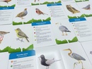 Spel De slimste vogel - Een kaartspel voor jong en oud | Kosmos Uitgevers