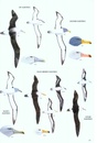 Natuurgids - Vogelgids Sasol Birds of Southern Africa | Sasol